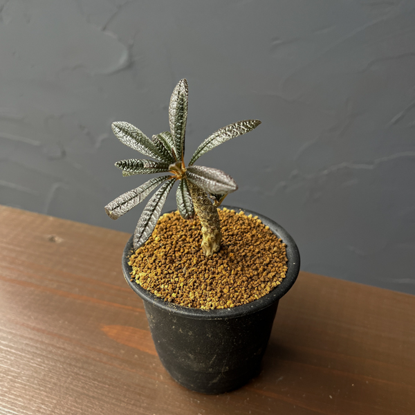 ドルステニア:ギガス 3号鉢植え