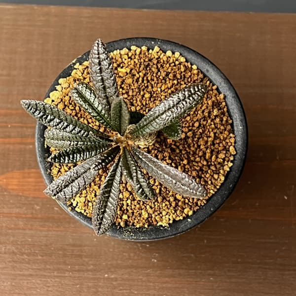 ドルステニア:ギガス 3号鉢植え