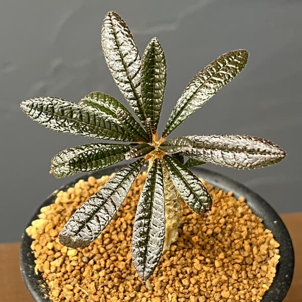 ドルステニア:ギガス 3号鉢植え