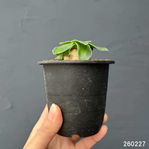 ドリミア：キリアータ　3号