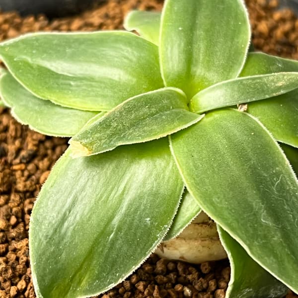 ドリミア：キリアータ　3号