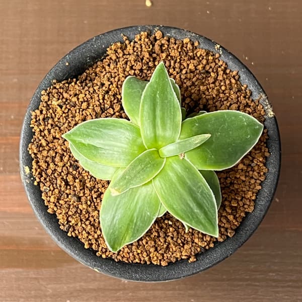 ドリミア：キリアータ　3号