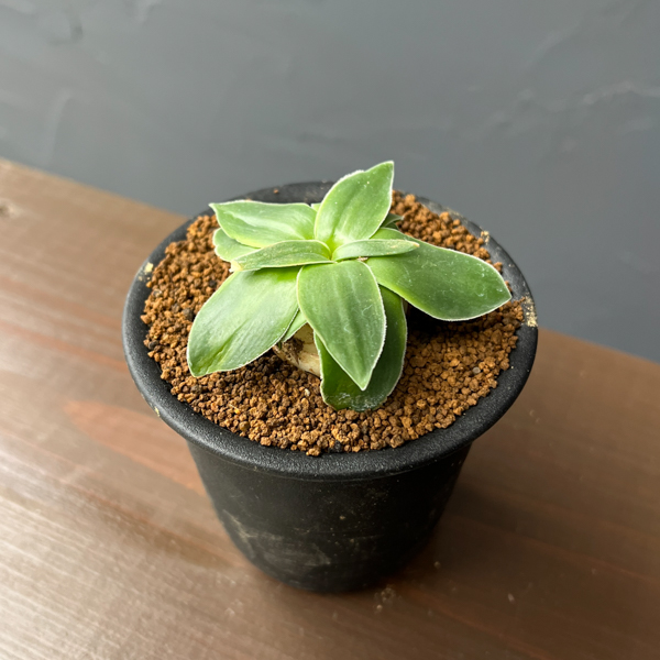 ドリミア：キリアータ　3号