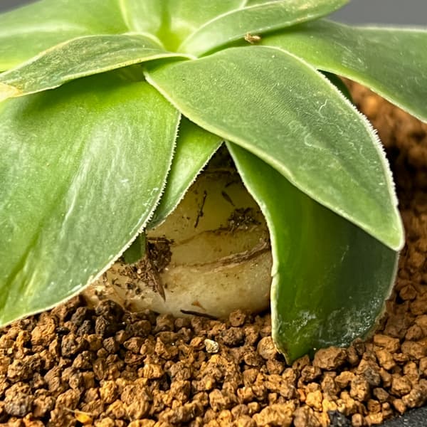 ドリミア：キリアータ　3号