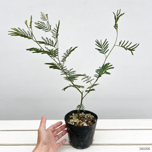 アカシア：デアネイ（ティーンズワトル）4号ポット