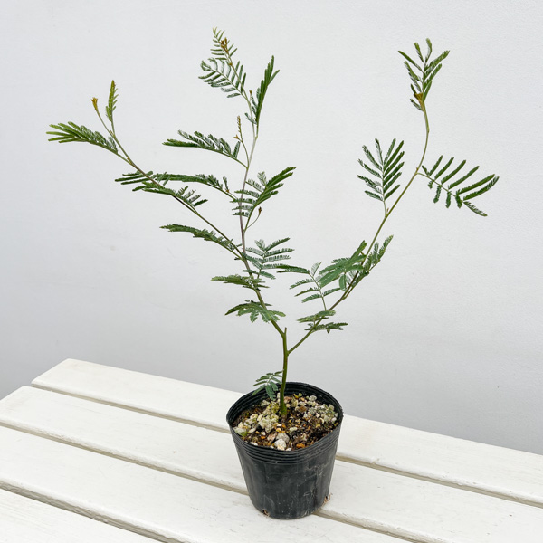 アカシア：デアネイ（ティーンズワトル）4号ポット