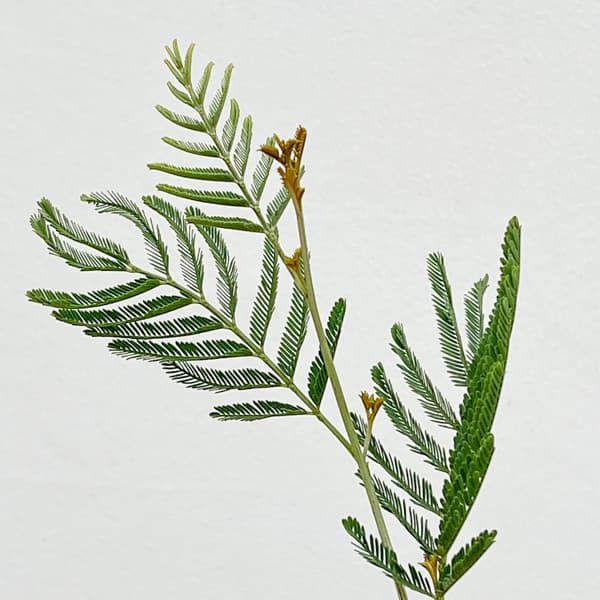 アカシア：デアネイ（ティーンズワトル）4号ポット