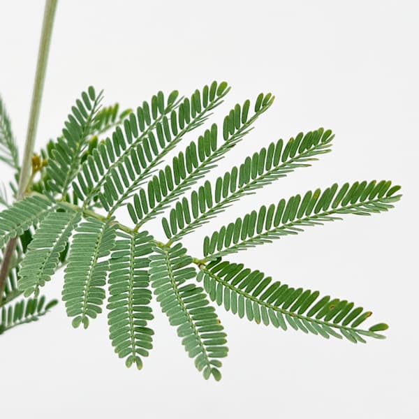 アカシア：デアネイ（ティーンズワトル）4号ポット