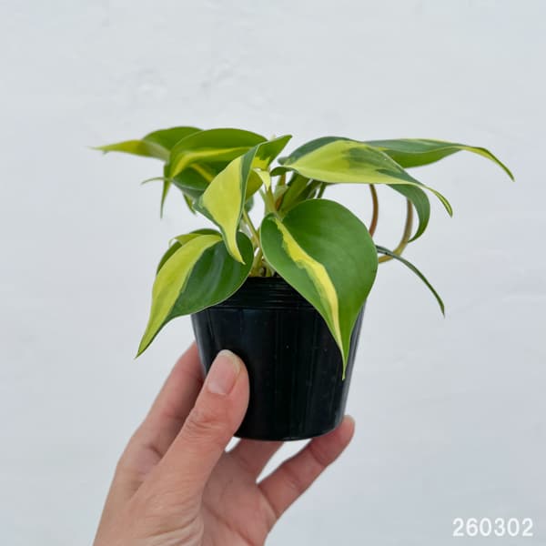 フィロデンドロン：オキシカルジウム ブラジル 2.5号ポット