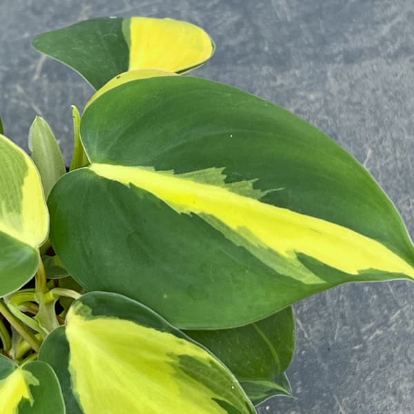 フィロデンドロン：オキシカルジウム ブラジル 2.5号ポット