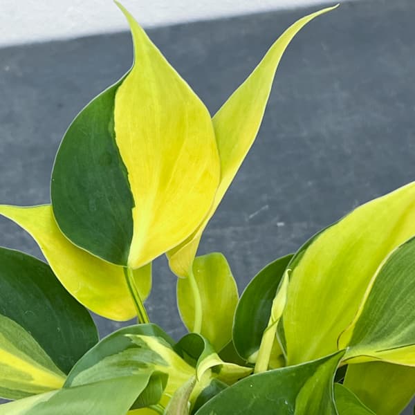 フィロデンドロン：オキシカルジウム ブラジル 2.5号ポット