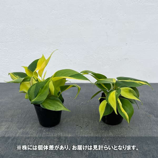 フィロデンドロン：オキシカルジウム ブラジル 2.5号ポット