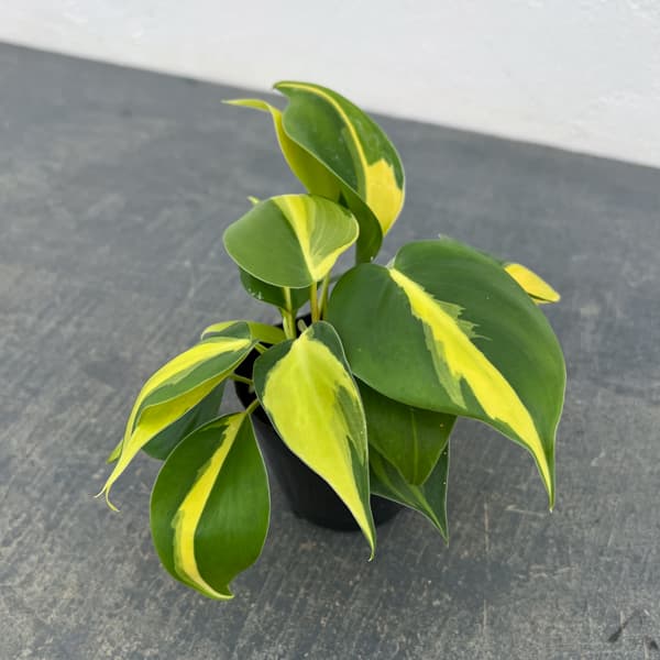 フィロデンドロン：オキシカルジウム ブラジル 2.5号ポット