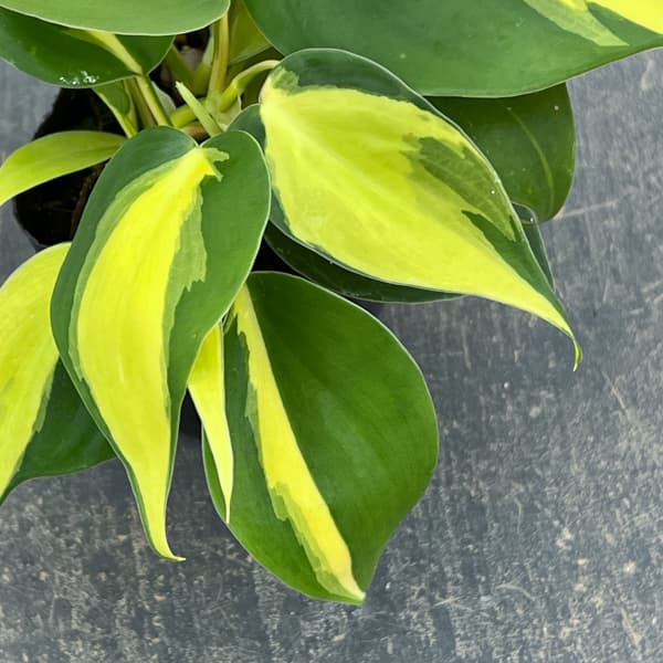 フィロデンドロン：オキシカルジウム ブラジル 2.5号ポット