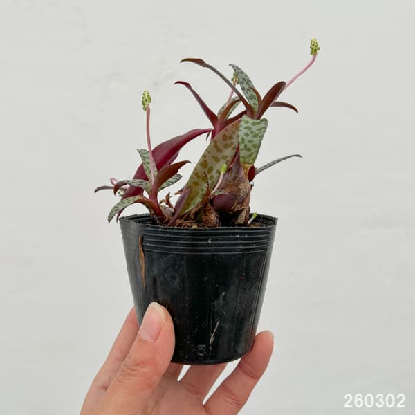 レデボウリア：ソシアリス（多分球）　2.5号ポット