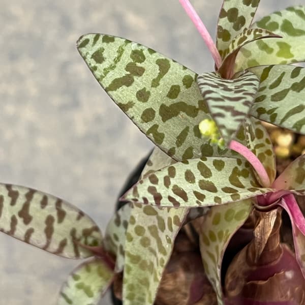 レデボウリア：ソシアリス（多分球）　2.5号ポット