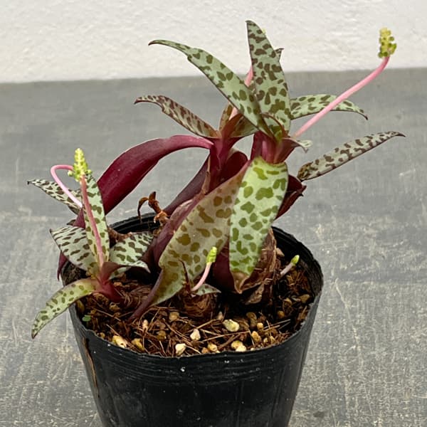 レデボウリア：ソシアリス（多分球）　2.5号ポット