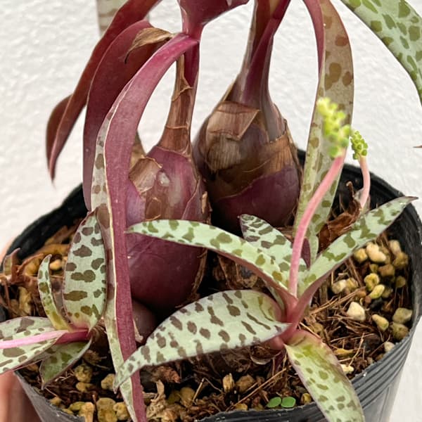 レデボウリア：ソシアリス（多分球）　2.5号ポット