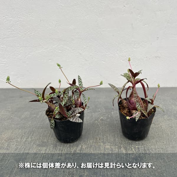 レデボウリア：ソシアリス（多分球）　2.5号ポット