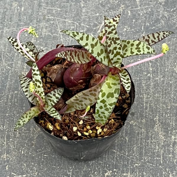 レデボウリア：ソシアリス（多分球）　2.5号ポット