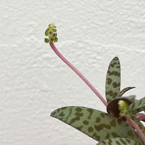 レデボウリア：ソシアリス（多分球）　2.5号ポット