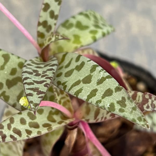 レデボウリア：ソシアリス（多分球）　2.5号ポット