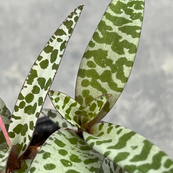 レデボウリア：ソシアリス　2.5号ポット