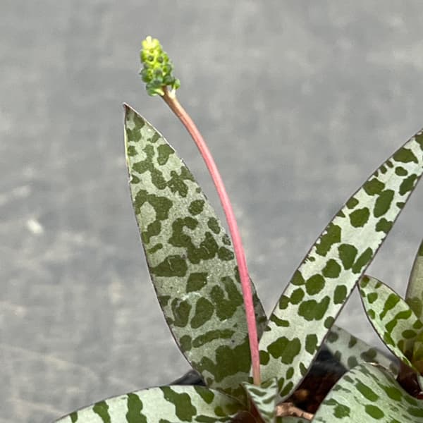 レデボウリア：ソシアリス　2.5号ポット