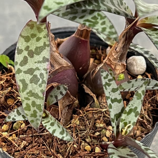 レデボウリア：ソシアリス　2.5号ポット