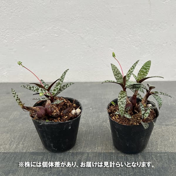 レデボウリア：ソシアリス　2.5号ポット