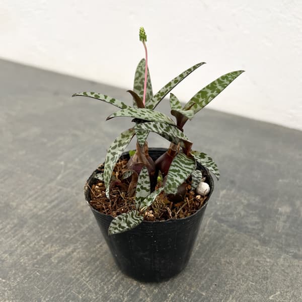 レデボウリア：ソシアリス　2.5号ポット