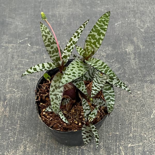 レデボウリア：ソシアリス　2.5号ポット