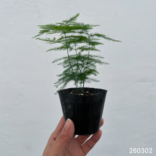 アスパラガス：プルモーサス ナナス　2.5号ポット