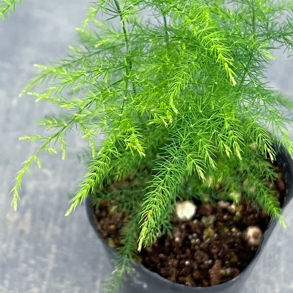 アスパラガス：プルモーサス ナナス　2.5号ポット