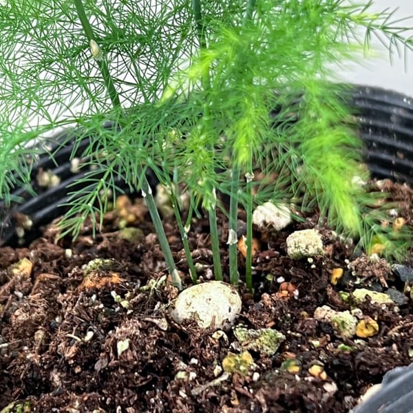 アスパラガス：プルモーサス ナナス　2.5号ポット