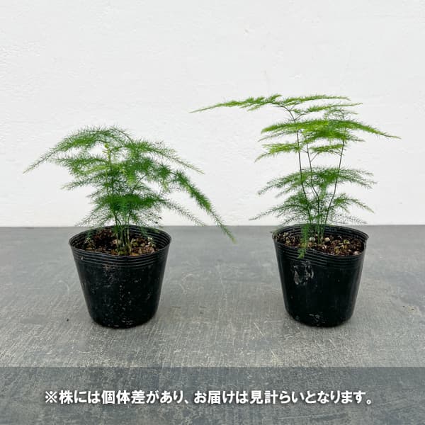 アスパラガス：プルモーサス ナナス　2.5号ポット