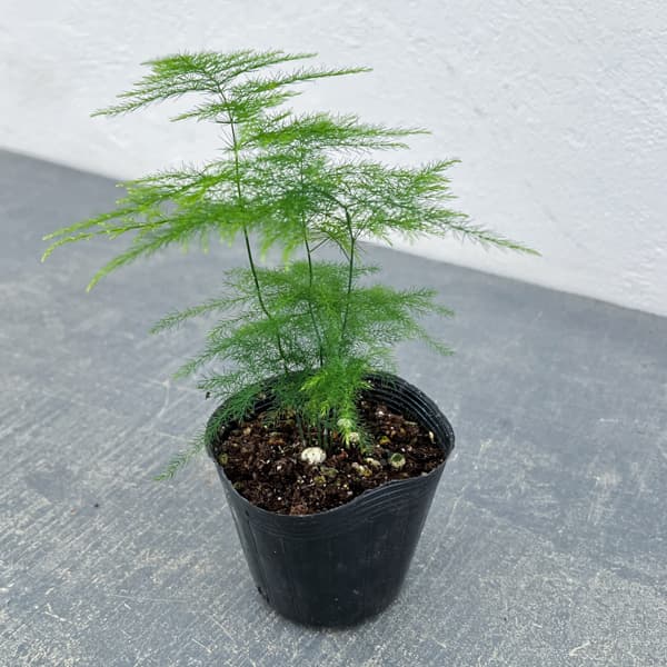 アスパラガス：プルモーサス ナナス　2.5号ポット