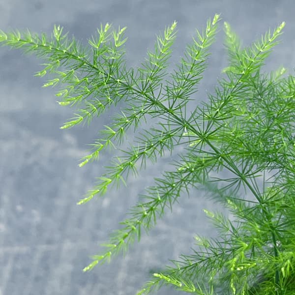 アスパラガス：プルモーサス ナナス　2.5号ポット