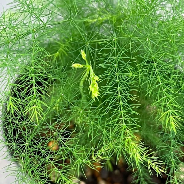 アスパラガス：プルモーサス ナナス　2.5号ポット