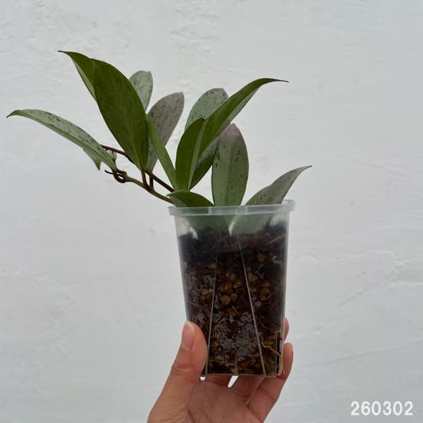 ホヤ：プビカリクス シルバーゴースト　3号ネガミエル植え