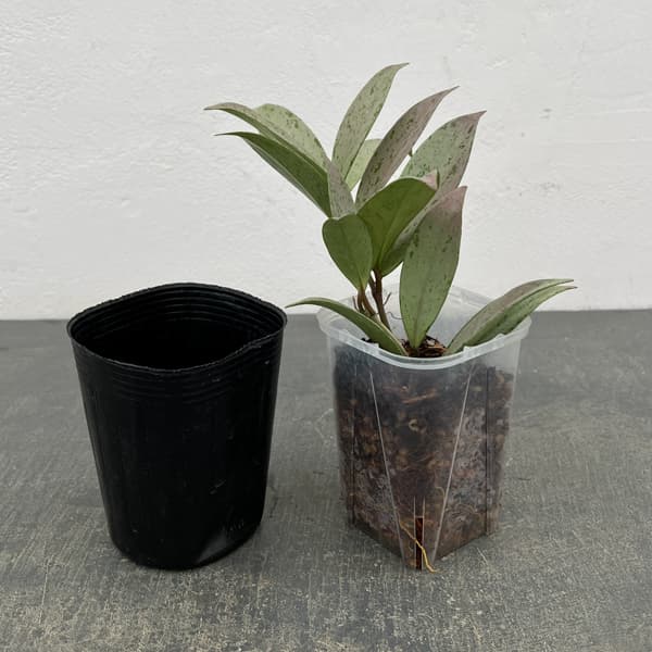 ホヤ：プビカリクス シルバーゴースト　3号ネガミエル植え