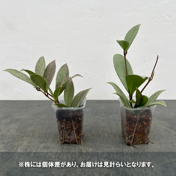 ホヤ：プビカリクス シルバーゴースト　3号ネガミエル植え