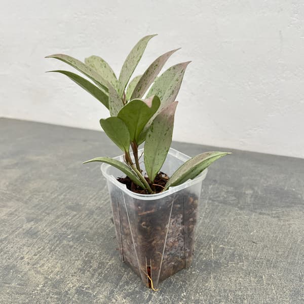 ホヤ：プビカリクス シルバーゴースト　3号ネガミエル植え