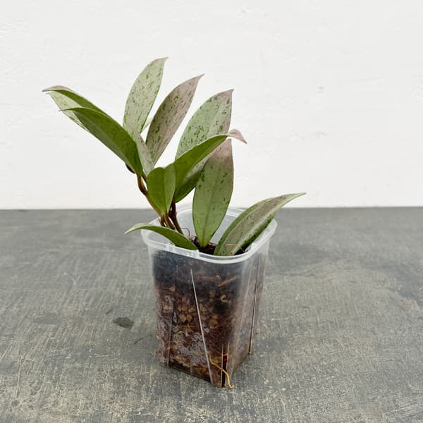 ホヤ：プビカリクス シルバーゴースト　3号ネガミエル植え