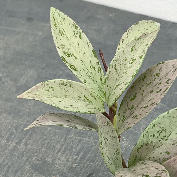 ホヤ：プビカリクス シルバーゴースト　3号ネガミエル植え