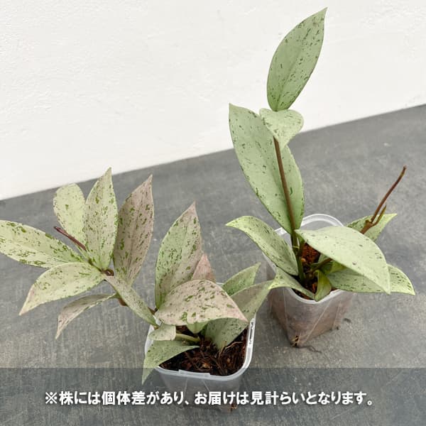 ホヤ：プビカリクス シルバーゴースト　3号ネガミエル植え