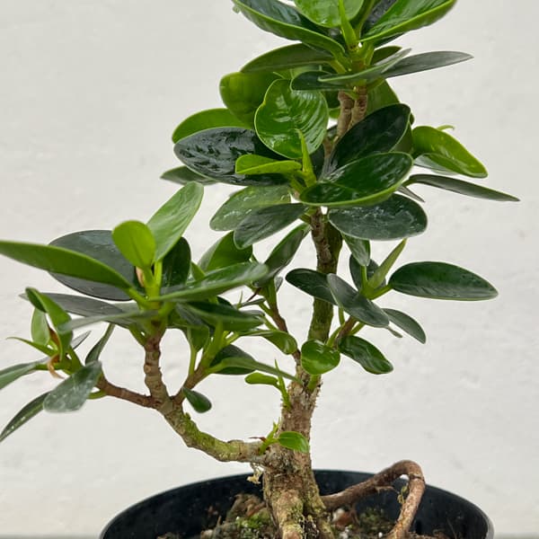 パンダガジュマル（古株）　3.5号硬質ポット