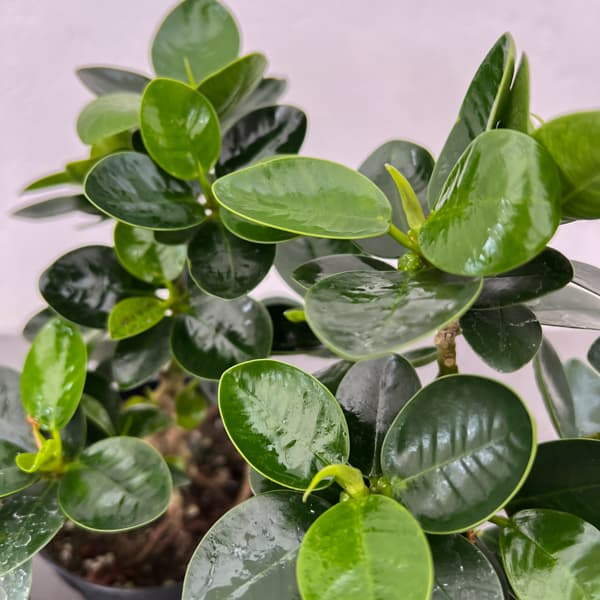 パンダガジュマル（古株）　3.5号硬質ポット