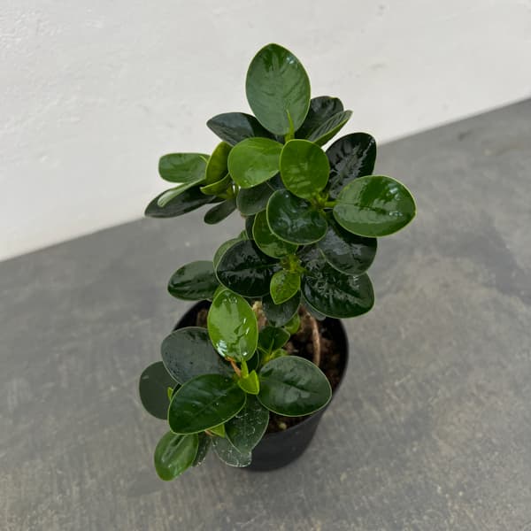 パンダガジュマル（古株）　3.5号硬質ポット