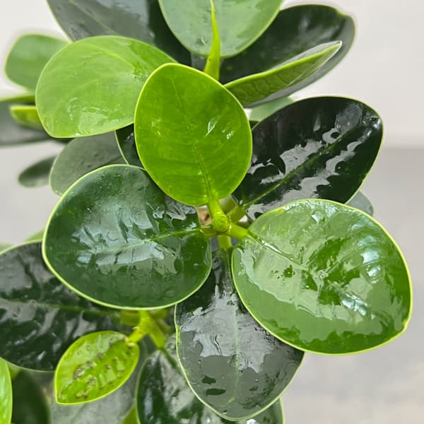 パンダガジュマル（古株）　3.5号硬質ポット